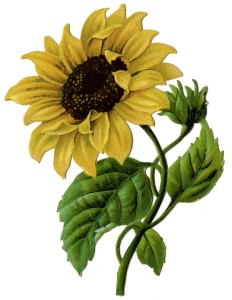 sunflower-Vint